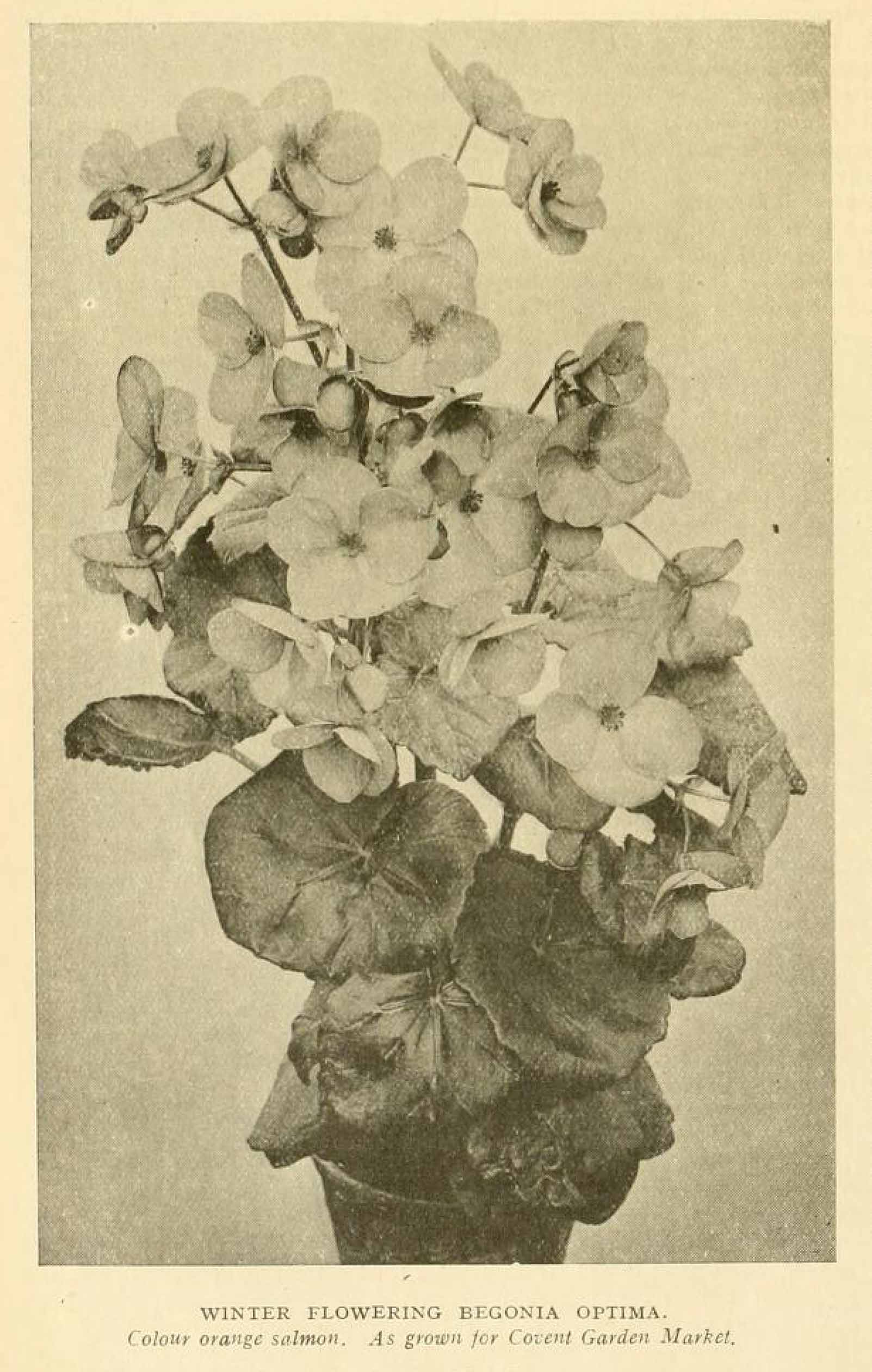 B. ‘Optima’